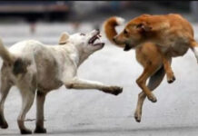 महाराष्ट्र में आवारा कुत्तों का कहर: नागपुर में घर के बाहर खेल रहे तीन साल के मासूम को नोंच-नोंचकर ले ली जान