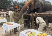 MP में हाथियों का स्पा, मसाज के साथ मेकअप भी:सात दिन काम नहीं सिर्फ आराम; मेडिकल चेकअप के बाद मिलती हैं शहद लगी रोटियां