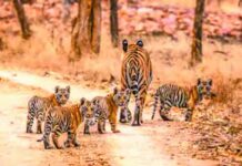 MP में बाघों की मौत का आंकड़ा सबसे ज्यादा रिजर्व से बाहर भी बड़ा खतरा, टाइगर की संख्या बढ़ रही लेकिन मौत का आंकड़ा भी बढ़ा