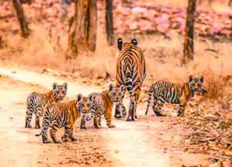 tiger-copy
